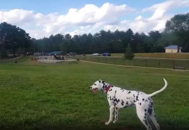 【芬兰】是全国上下爱狗的国家！