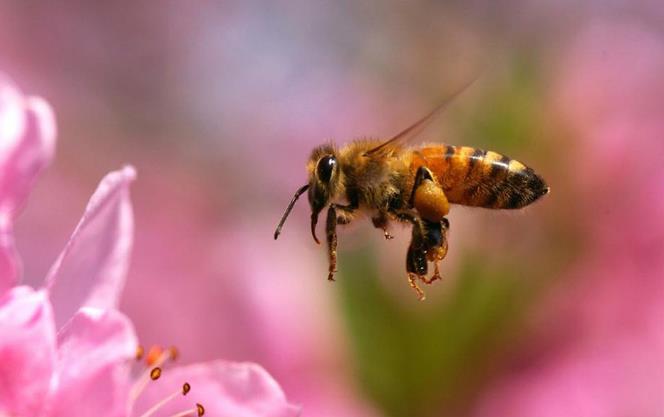 惊蛰,蛰虫惊而出走;这些会伤害宝宝的虫虫也开始蠢蠢欲动啦 惊蛰,蛰虫惊而出走;这些会伤害宝宝的虫虫也开始蠢蠢欲动啦