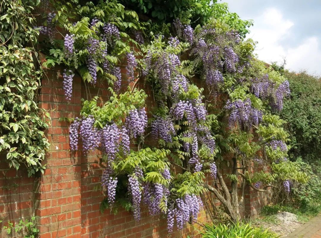 在院子里种出开满整个墙壁的紫藤花,掌握这些技巧就足够了