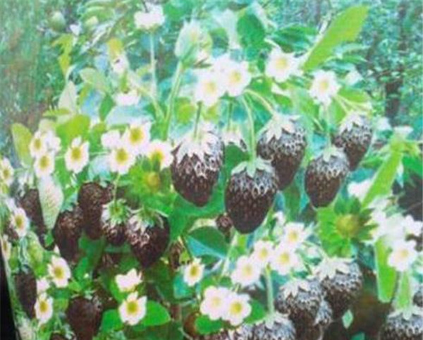 草莓长成"黑暗"水果,番茄变成"黑暗"蔬菜