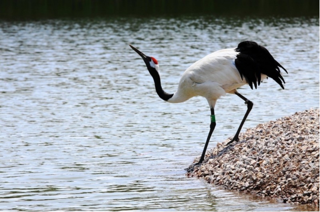 凤凰,中华民族的文化国鸟