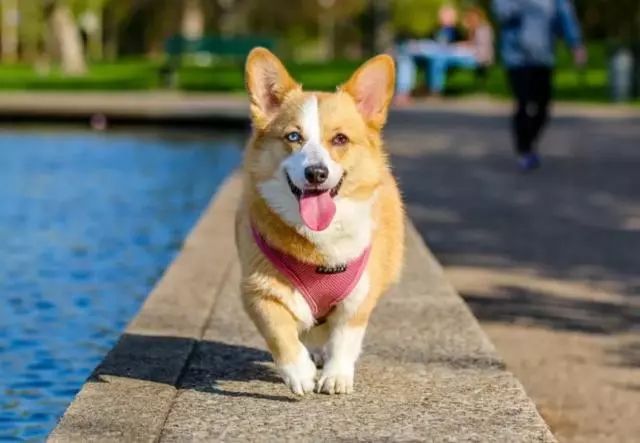 【芬兰】是全国上下爱狗的国家！