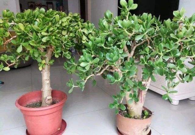 “玉树”这么养，枝条粗又壮，能活几十年，转眼成老桩！