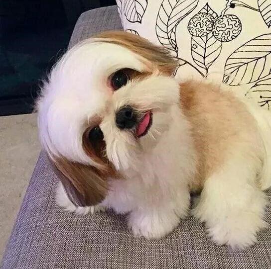 中国6大“本土”犬种，看看你都认识哪几种？