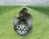 壁纸 动物 狗 狗狗 猫 猫咪 小猫 桌面 160_126 gif 动态图 动图