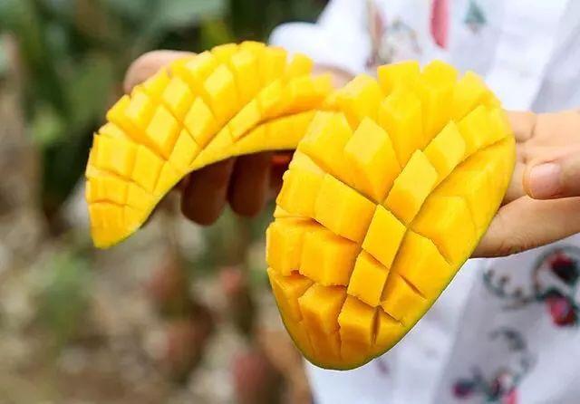 三月当季水果海南贵妃芒果香|海南|贵妃|芒果_新浪网