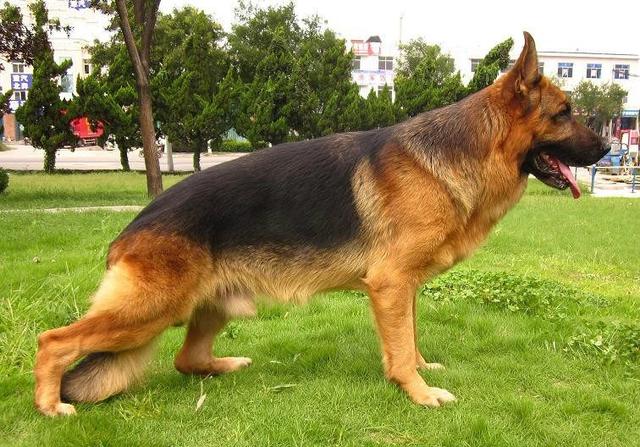 民族的骄傲!德牧PK昆明犬,到底谁才是“警犬之王”?