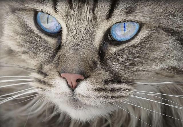 趣味测试:哪只猫的眼睛最犀利?测你身后谁在算计你