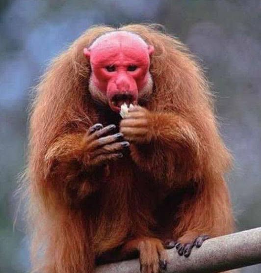 脸比关公还红,秃头加红脸,它才是猴界的"美男子"
