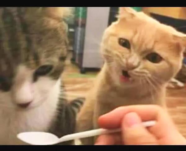 主人给猫喂饭吃,而橘猫看见后一副很凶的表情:为什么