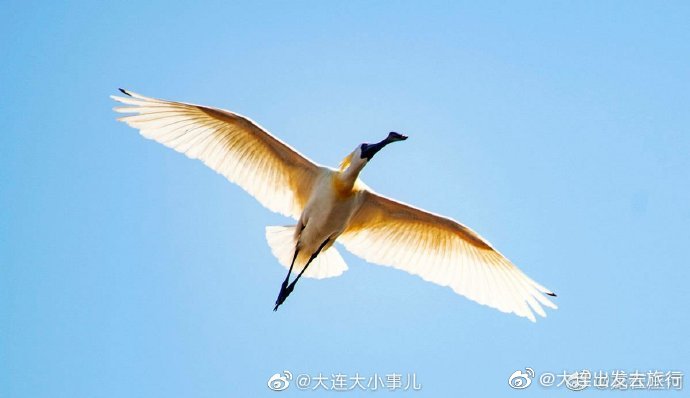 走進(jìn)石城島看黑臉琵鷺