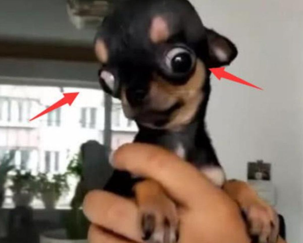 小姐姐网购了一只狗，卖家说这狗很独特，收货后开箱一看，傻眼了