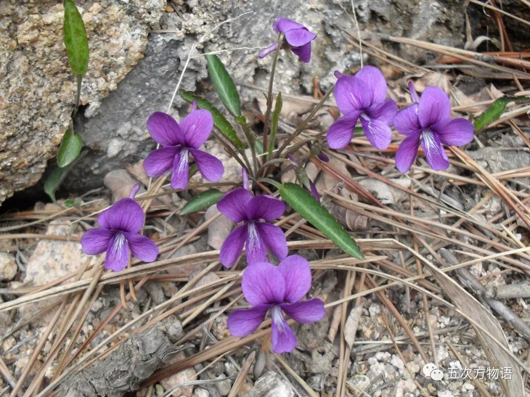 紫花地丁的奥秘 堇菜 紫花地丁 植物 新浪新闻