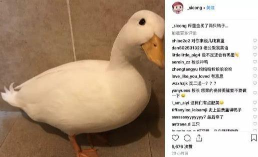 王思聪宠物鸭后续:助理会买不会养,每天都有鸭蛋一颗值500