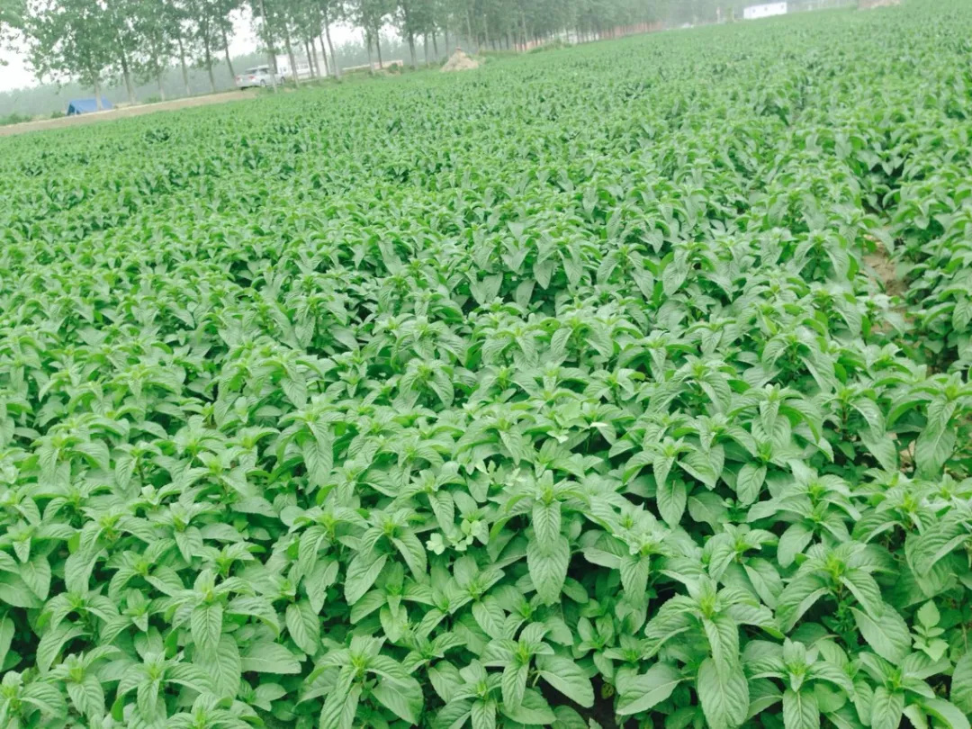 榆钱、婆婆丁、车轱辘菜这些很有用的野菜你知道去哪儿挖吗?(