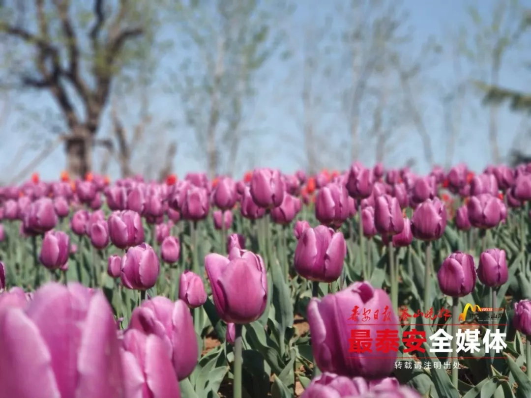 听说,在泰安拍抖音分分钟刷爆100W+!