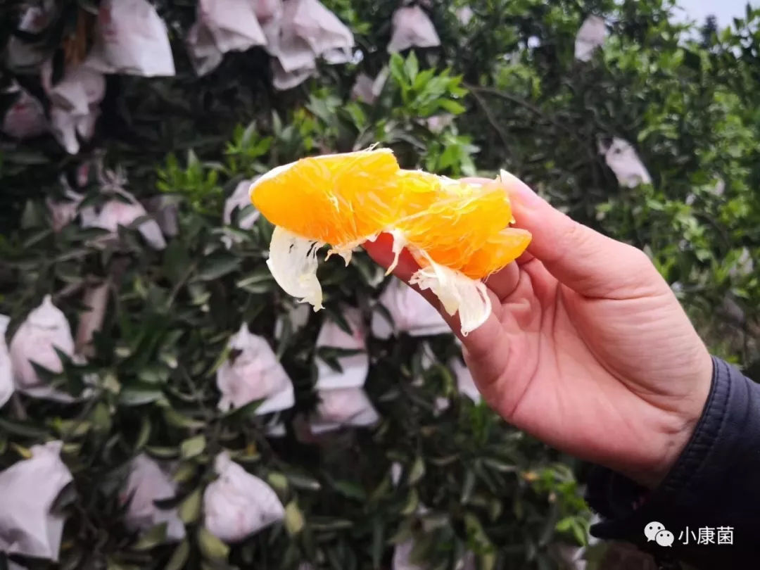 柑橘皇后:春见,春季之美味