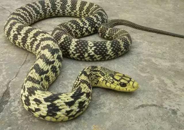 世界顶尖捕蛇专家 捕蛇人为何用布袋装蛇