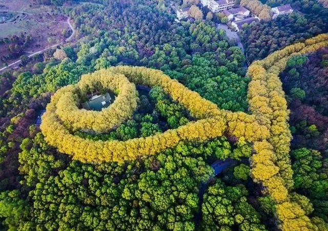 梧桐树串成一条金色的“项链”,深秋南京这处美景数十年无人知晓