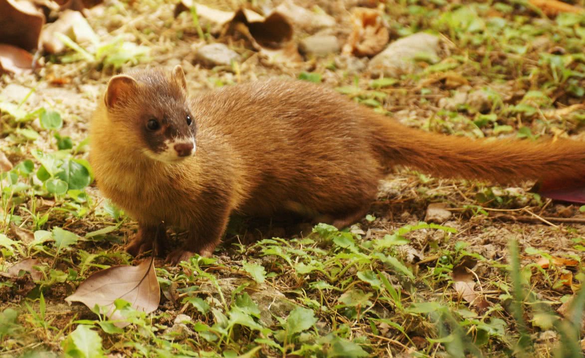 黄鼠狼觅食 打一成语 猜一字_黄鼠狼