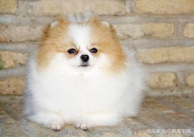 最小的小狗有什么品种?十大最小的宠物犬盘点!小巧玲珑萌翻众人