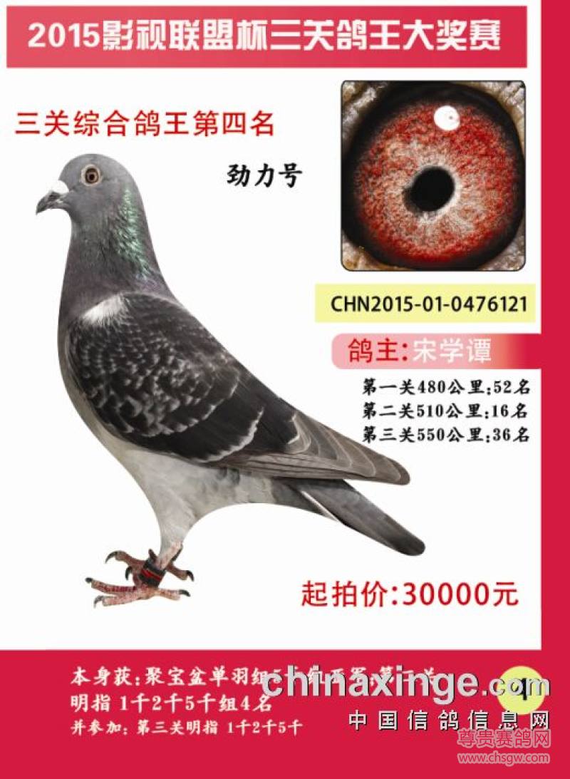 宋学谭团队力拔头筹连夺两大冠军 实力派获奖鸽欣赏