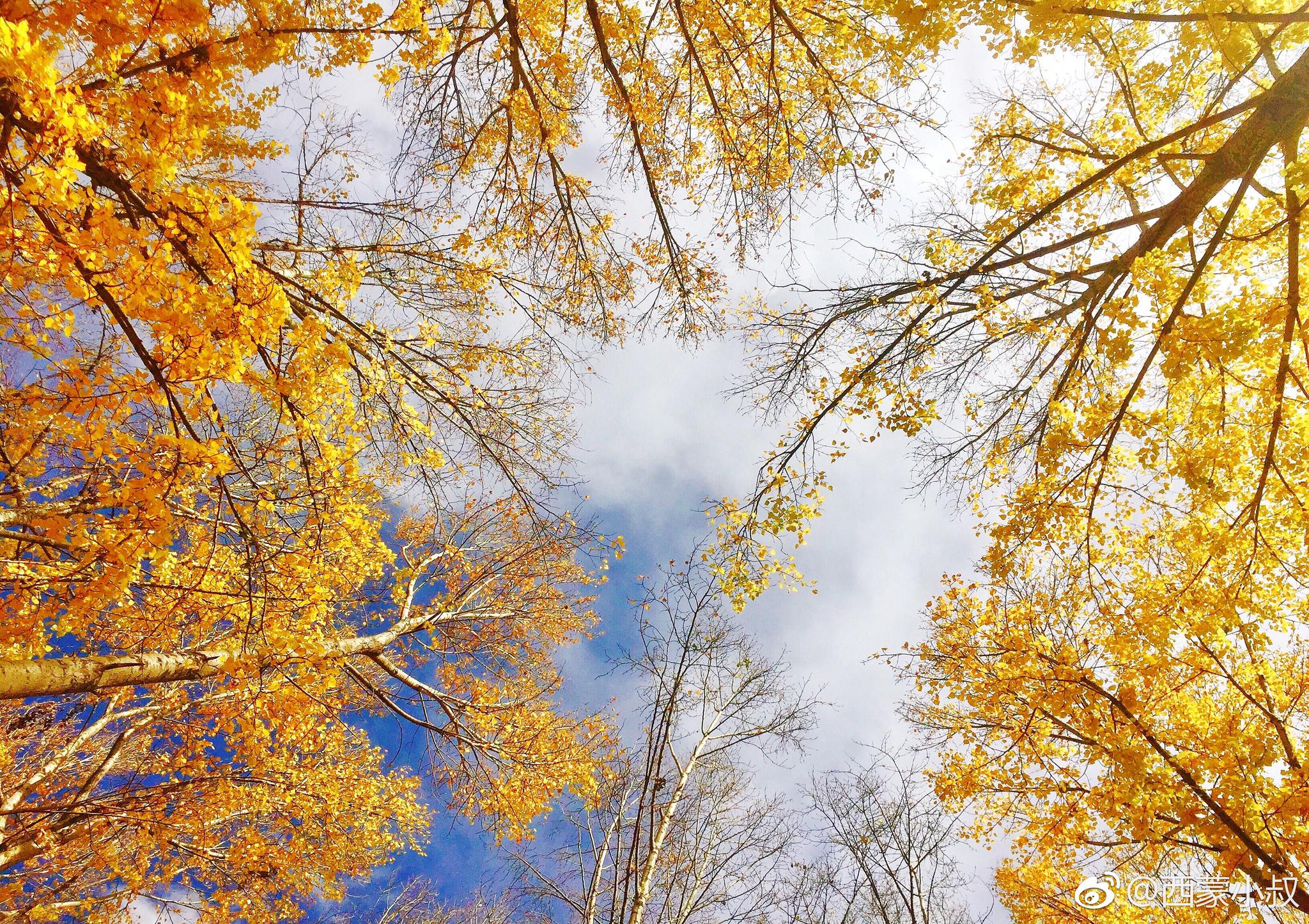 羅布林卡，拉薩的頤和園
