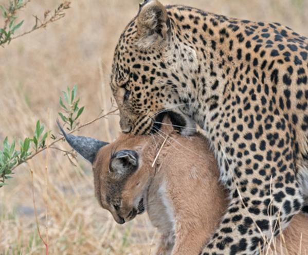 狞猫在库草地里面跑着,突然间窜出来的花豹直接咬住了狞猫的脖子