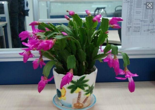 想要让植物生长更好,那就需要补充充足的水分和肥料,花卉长得旺