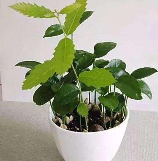 板栗发芽不要丢!扔这花盆里,加点"它",1个月后长成盆栽