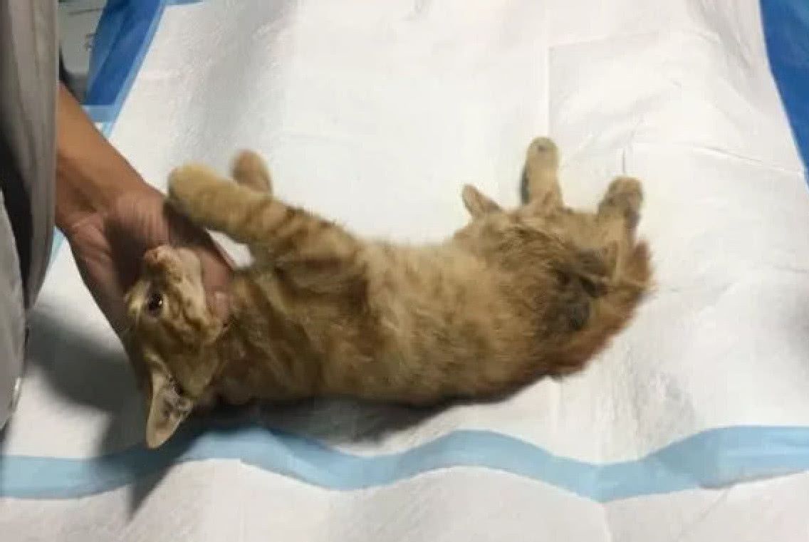 流浪猫奄奄一息躺路边,心疼带去医院救治,可依旧没能救回它!