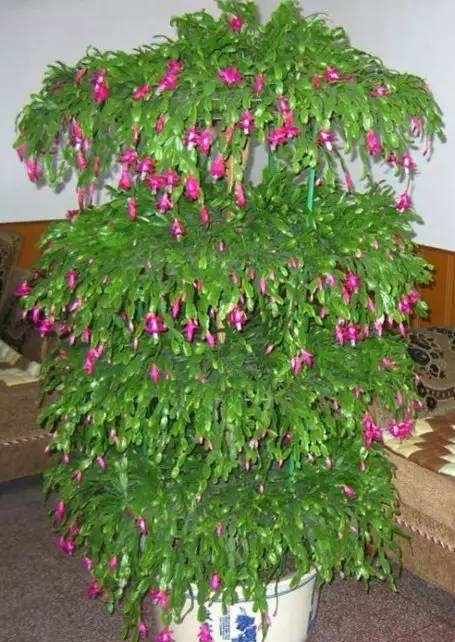 仙人掌嫁接蟹爪兰，这样养护一年窜1米，嫁接三层花，变成花瀑布