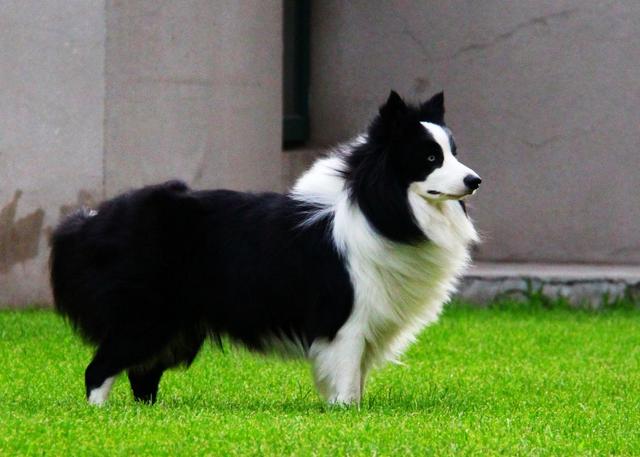 怎么样挑选边境牧羊犬?教你5招,区分纯种和串串边牧!
