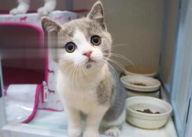 铲屎官注意了，史上最全的小奶猫喂养方法来了！