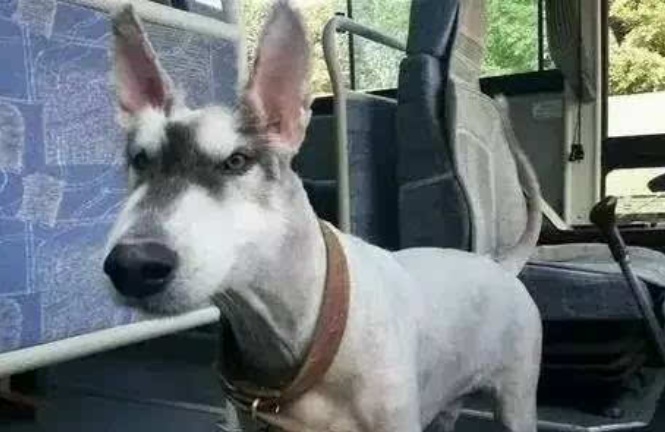 被剃毛后的宠物，每一只都是艺术作品，忍住不笑的才是王者！