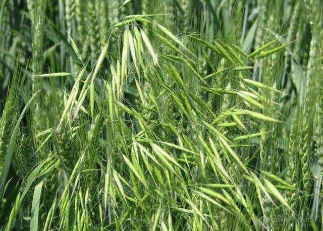 小麦田节节麦发生面积大,什么除草剂能够防除?注意事项有哪些?