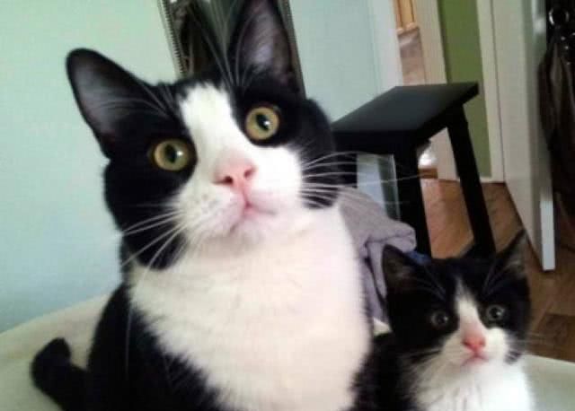 为什么奶牛猫有“喵界哈士奇”之称?