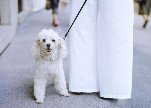 新手要如何正确的去饲养一只贵宾犬？来看看宠物店老板怎么说