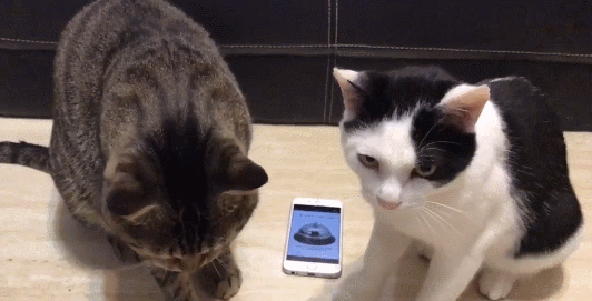 想养两只猫,一只胖成球的虎斑猫一只机灵古怪的奶牛猫