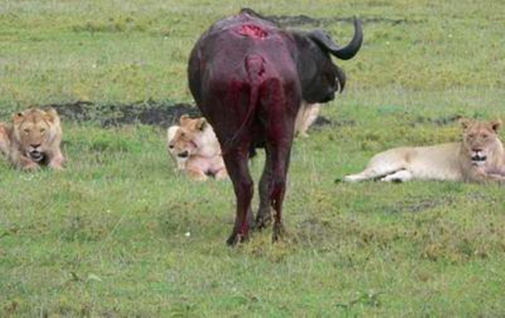 野牛遭五只狮子围攻,被咬成这模样依然不倒,狮子都累趴下了