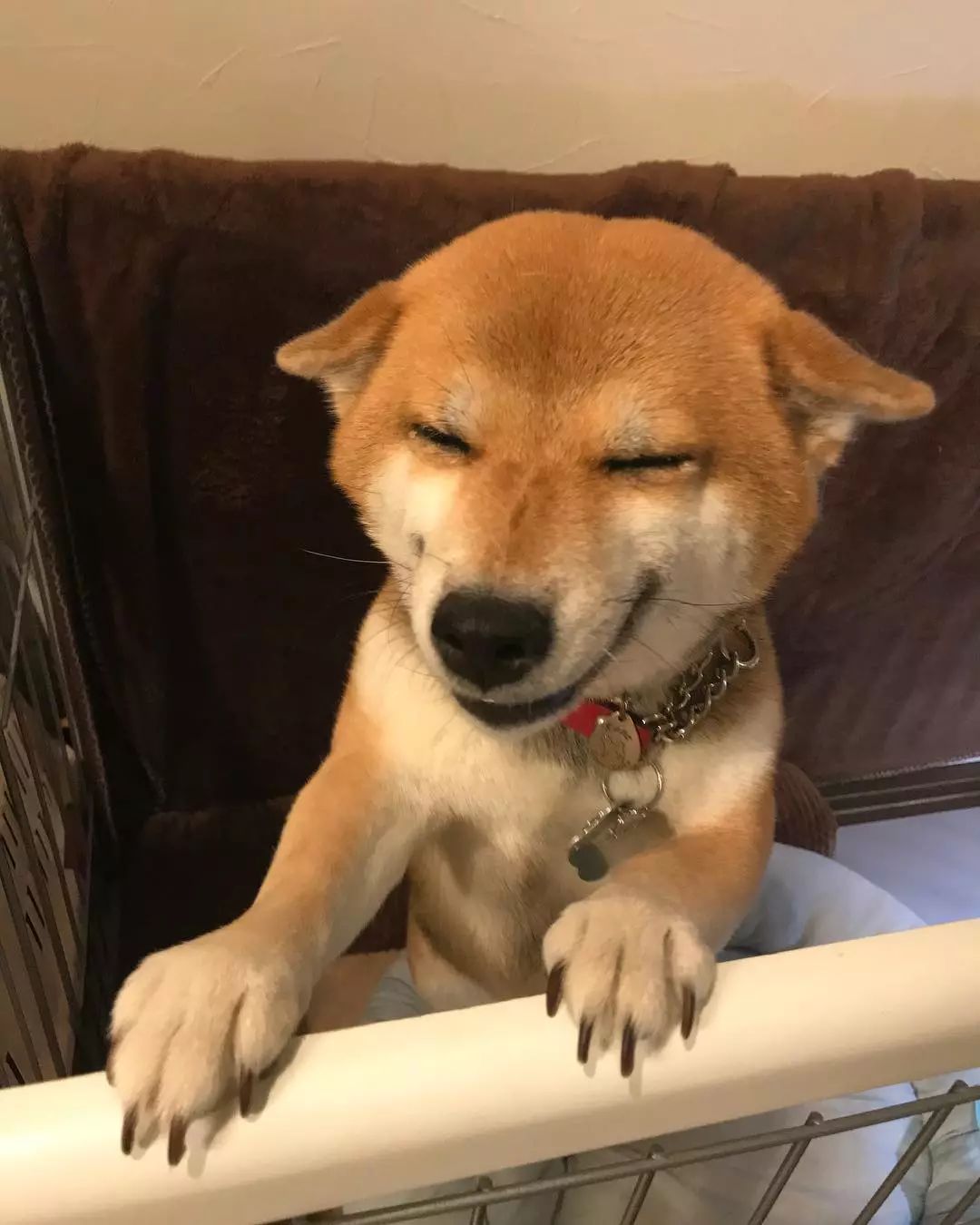 心情不好?来看看这只小柴犬可爱到起飞的表情