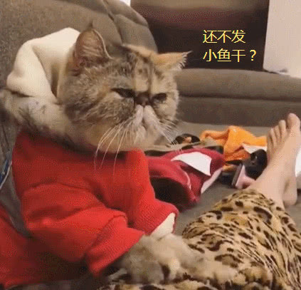 猫咪帮主人按摩,表情里八百个不愿意,主人:长得丑就多干活