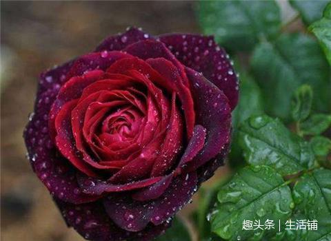 玫瑰花品种大全19种,美丽动人惹人爱!!|玫瑰花|玫瑰|杯型_新浪网