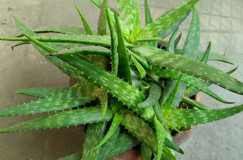芦荟爆盆了怎么办 芦荟怎么移植分株