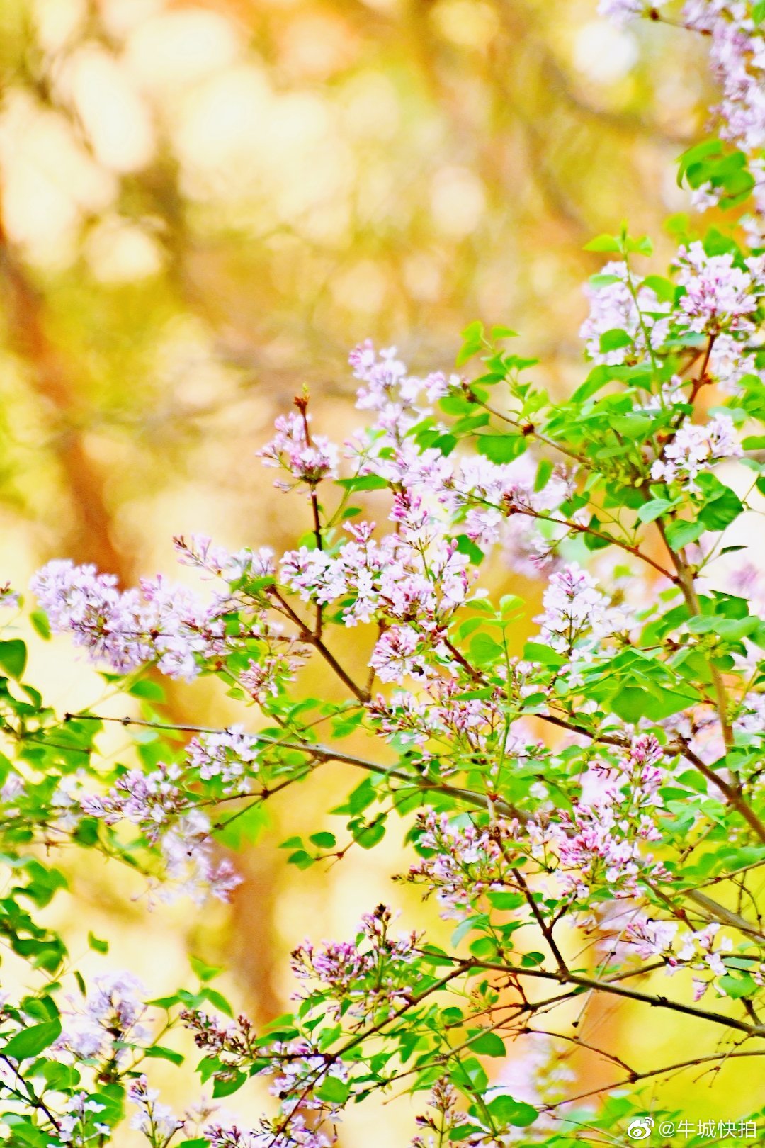 這個春天不寂寞，又一個丁香花開的季節(jié)來了