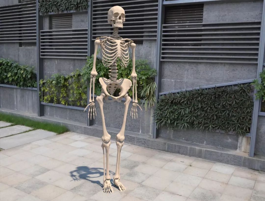 运动解剖APP-健身，运动解剖学与动作技巧详解