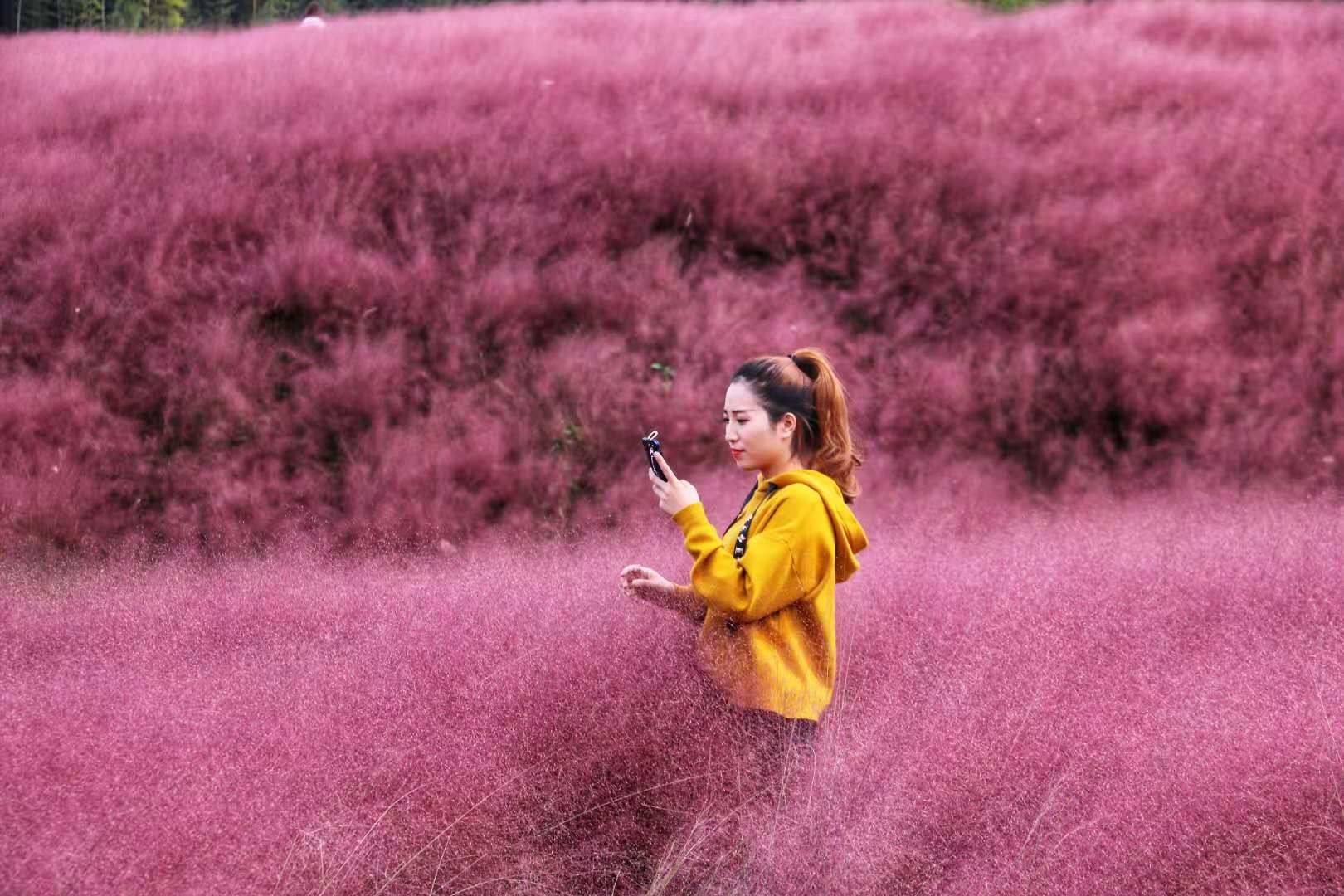 大别山上"普罗旺斯",霍山船舱"粉色薰衣草"花海梦幻