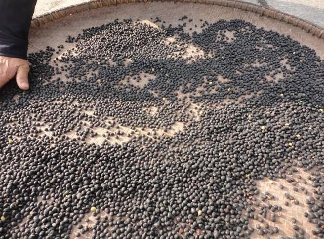 十颈九病?黑豆+芝麻,头晕手麻、肩背酸痛都改