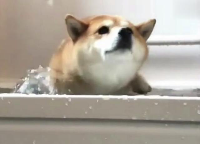 柴犬不会游泳,主人强行抱它入水,柴犬竟秒变表情包