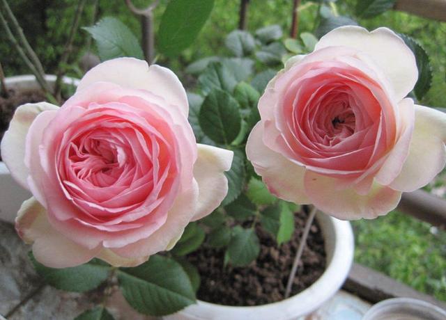 藤本月季的养殖方法(图1) 藤本月季的养殖方法(图1)